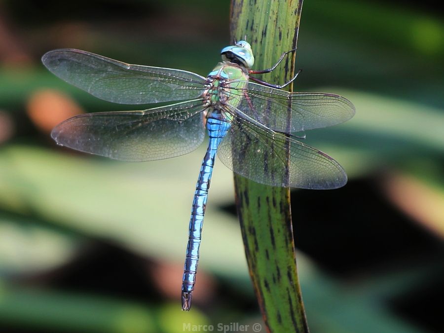Anax imperator